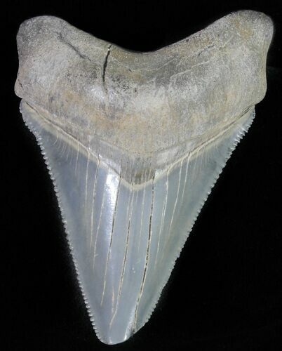 Juvenile Megalodon Tooth - Serrated Blade #61904